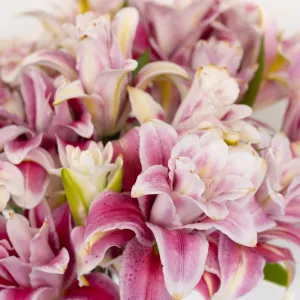 Bubblegum Pink Rose Lily