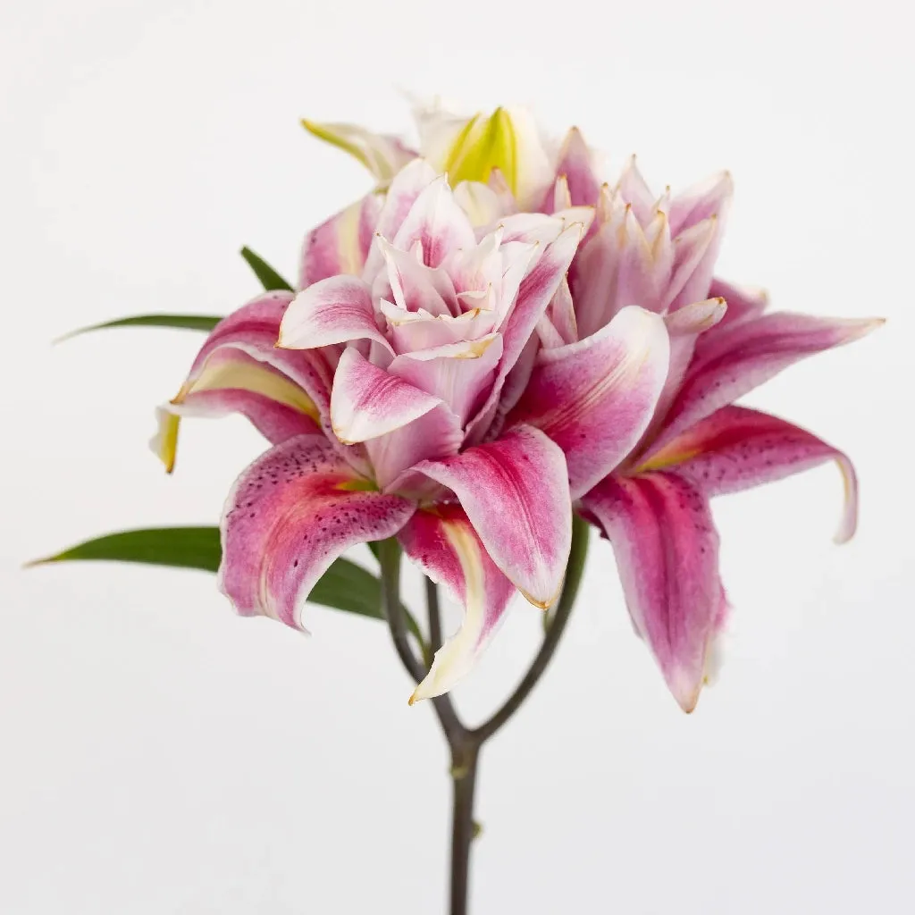 Bubblegum Pink Rose Lily