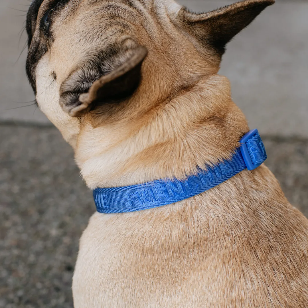 Frenchie Comfort Collar - Royal Blue