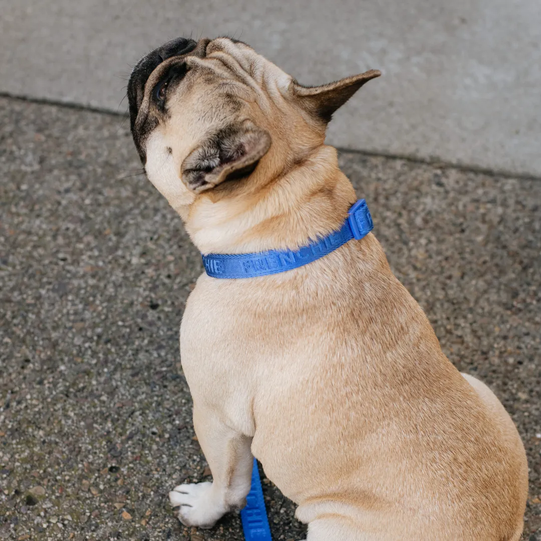Frenchie Comfort Collar - Royal Blue