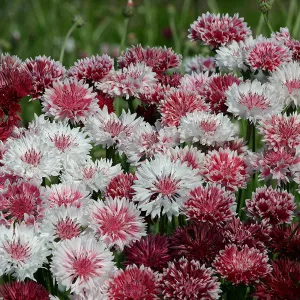 Kings Seeds Cornflower Classic Romantic