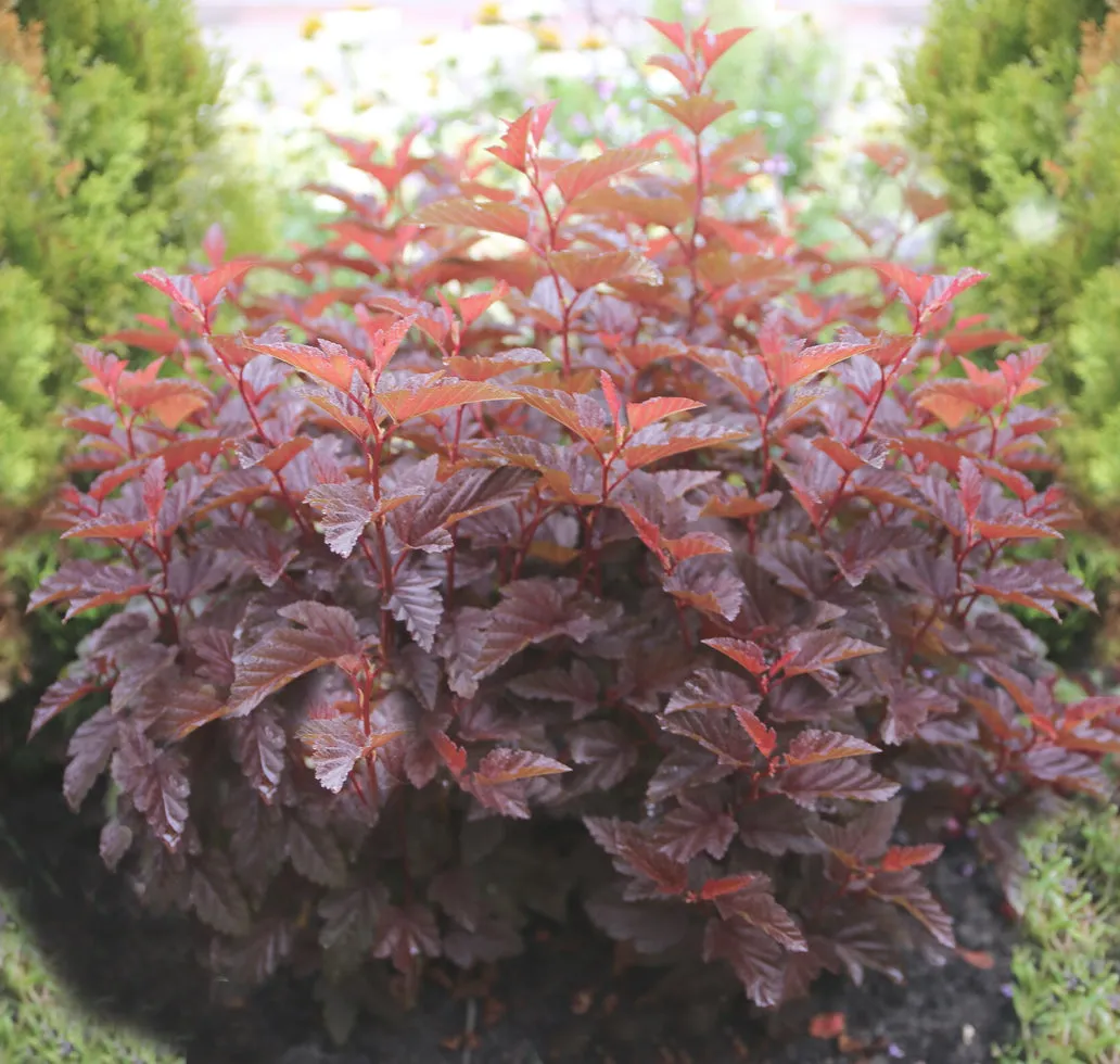 Physocarpus Angel #2