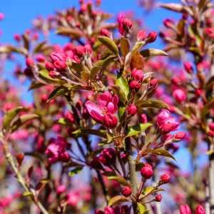 Royal Gem Crabapple