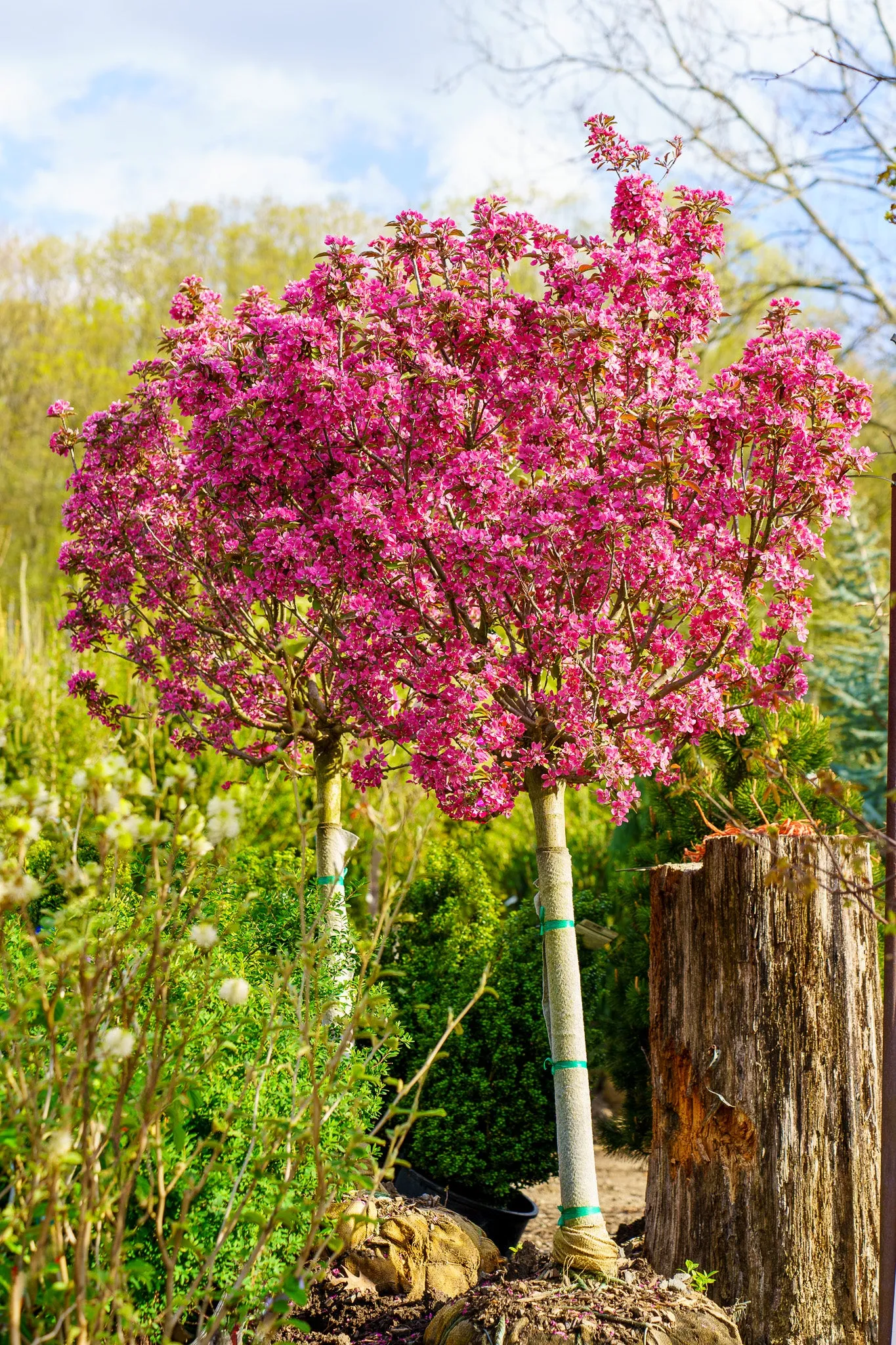 Royal Gem Crabapple